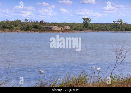 Das Naturschutzgebiet Saline dei Monaci (Salinen von Mönchen) ist ein charakteristisches Gebiet, das sich in der Nähe der Stadt Torre Colimena an der Küste Apuliens in Italien befindet. Stockfoto