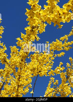 Forsythia (Forsythia × intermedia) verzweigt sich in voller Blüte gegen den tiefblauen Himmel als Zeichen des vorrückenden Frühlings Stockfoto