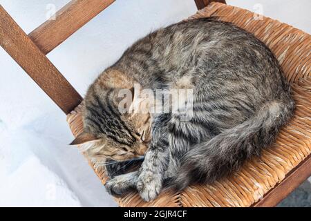 Eine tabby Katze, die auf einem Korbsessel schlief, gerollte sich in einem Ball Stockfoto