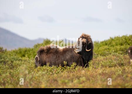 Wilder Moschus in Nome, Alaska Stockfoto