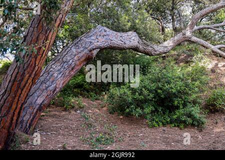 Eine maritime Kiefer mit einem verdrehten Stamm, umgeben von mediterraner Vegetation in einem Wald der toskanischen Küste, Italien Stockfoto