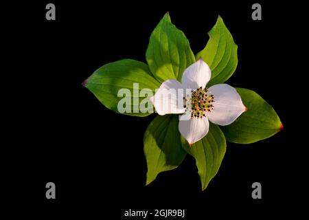 Canadian Bunchberry, auch bekannt als Bunchberry Dogwood, vor schwarzem Hintergrund Stockfoto