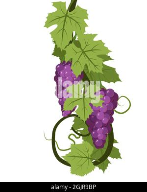 Weinrebe mit Laub und Trauben von roten saftigen Trauben. Weinbau und Landwirtschaft. Zweige mit Beeren auf einem dichten Busch. Junger Weinberg. Süßer Herbst Stock Vektor