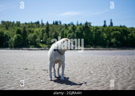 Hund am Strand Stockfoto