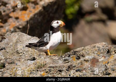 Horned Puffin, Alaska Stockfoto