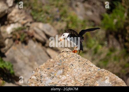 Horned Puffin, Alaska Stockfoto