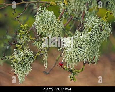 Graugrüner Knorpel Lichen (Ramalina farinacea) & kleinere gelbe Skala Lichen auf Weißdorn (Crataegus monogyna) mit roter Beere in Cumbria, England, UK Stockfoto