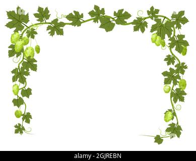Rechteckiger Rahmen mit Hopfen. Ein Zweig mit dichten Blättern und Kegeln. Schlaffe Triebe mit Blättern. Wilde Natur. Flache Illustration mit Platz für Stock Vektor