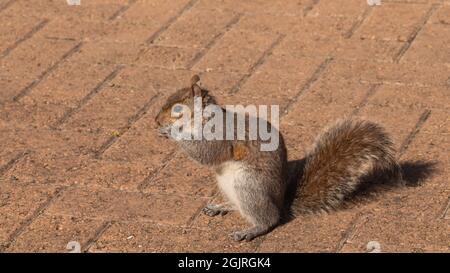 Porträt von grauem Eichhörnchen auf Ziegelboden Stockfoto