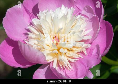 Pfingstrose „Bowl of Beauty“ Rosa weiße Blume Stockfoto