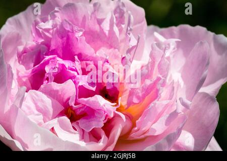 Hellorchideenrosa Doppelblume Pfingstrose „Orchid Annie“ Stockfoto