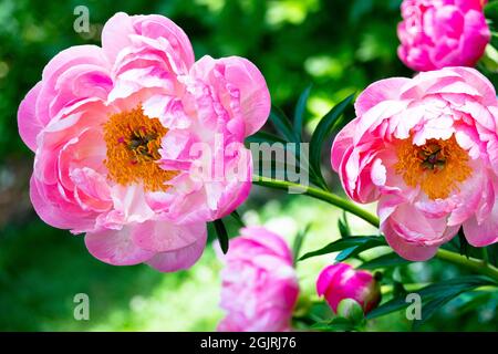 Hellrosa Pfingstrose Blume Paeonia „Coral Charm“ große Blüten Rosa Pfingstrose im Garten Stockfoto