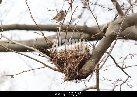 Ein männlicher Haussperling steht gaurd neben seinem Nest aus Zweigen und Stroh im Bogen eines blattlosen Baumes gegen einen weißen Himmel im frühen Frühjahr Stockfoto