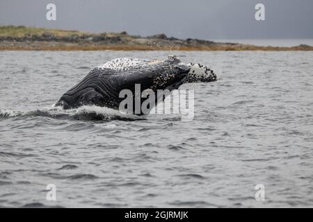 Buckelwal, Baranof Island, Alaska Stockfoto