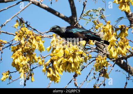 Neuseeländischer tui-Vogel, der sich im Frühjahr auf gelben Kothai-Baumblüten ernährt Stockfoto