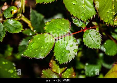 Wassertröpfchen auf knackig grünen Rosenblättern nach dem Regen Stockfoto