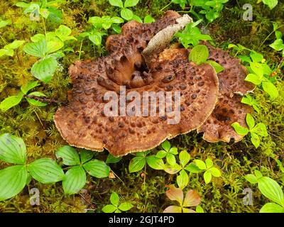 Großer Hawk's Wing-Pilz, der im Moos im Südosten Alaskas wächst. Stockfoto