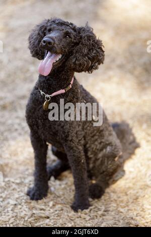 1-Jähriger Aufmerksamer Brauner Mini-Pudel-Rüde. Hundepark an der Leine in Nordkalifornien. Stockfoto