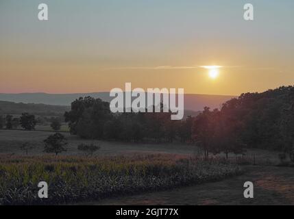 Ein Sonnenuntergang über dem Shenandoah Valley in Virginia mit Reifen Maisstielen im Vordergrund. Stockfoto