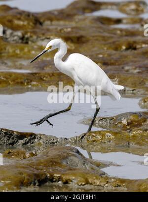 Verschneite Reiher auf der Nahrungssuche in Sümpfen. Palo Alto Baylands, Santa Clara County, Kalifornien, USA. Stockfoto