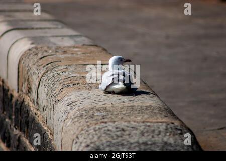 Die Möwe ruht auf einer Steinmauer am Wasser Stockfoto