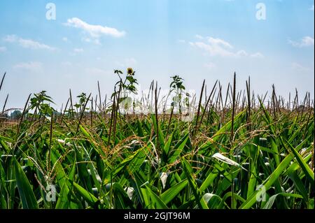 Herbizidresistentes Unkraut gegen die Skyline über einem Feld mit verquistertem Mais Stockfoto