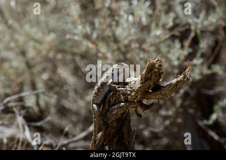 Eidechsen bei Smith Rock, Oregon Stockfoto