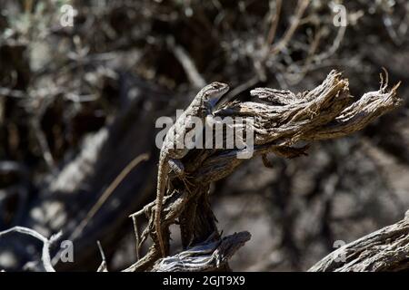 Eidechsen bei Smith Rock, Oregon Stockfoto