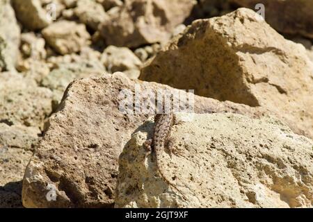 Eidechsen bei Smith Rock, Oregon Stockfoto