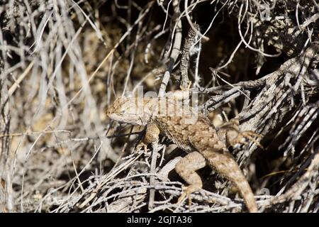 Eidechsen bei Smith Rock, Oregon Stockfoto