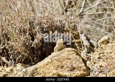 Eidechsen bei Smith Rock, Oregon Stockfoto