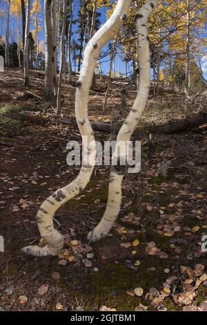 Schwerer, nasser Schnee am Nordrand des Grand Canyon biegt junge Espen ab. Im Frühjahr wachsen sie nach oben, um dann im folgenden Winter wieder gebogen zu werden. Stockfoto