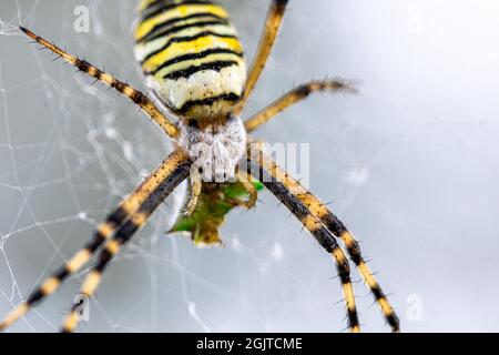 Schwarz-gelber Streifen Argiope bruennichi Wespenspinne auf Netz. Stockfoto