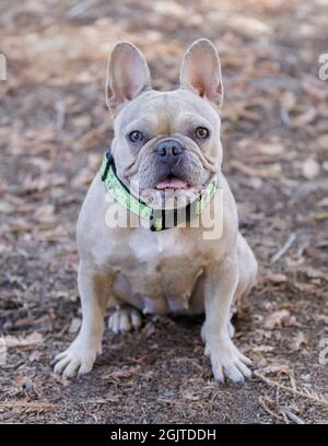 1-jährige Helle und Dunkle Tan Merle Französische Bulldogge Hündin sitzt in Alert. Hundepark an der Leine in Nordkalifornien. Stockfoto