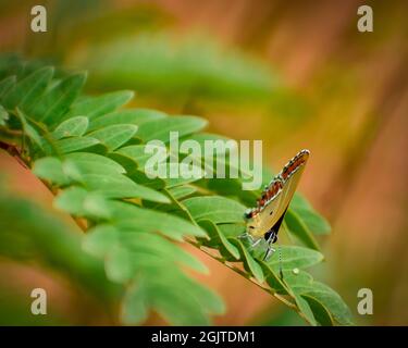 Nahaufnahme eines schönen Schmetterlings auf dem Blatt.Sauerampfer-Saphir ( Heliophorus sena ). Stockfoto