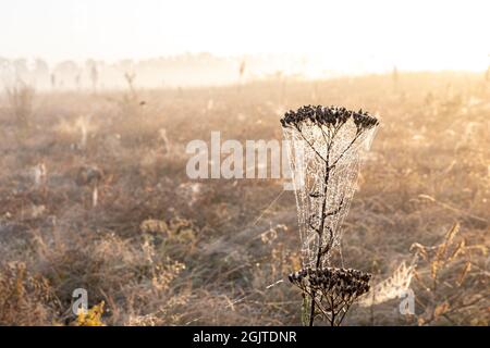 Ein großes, schönes Spinnennetz im Tau am frühen Morgen zwischen dem Gras. Stockfoto