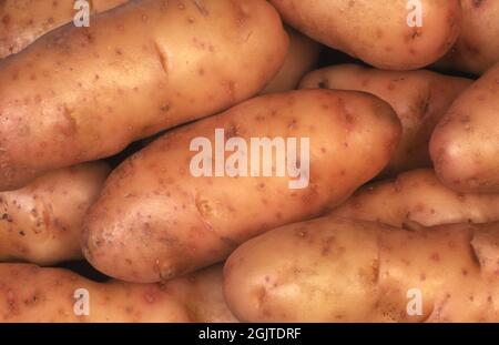 KARTOFFELN 'PINK FIR APPLE' SOLANUM TUBEROSUM. SOLANACEAE. Stockfoto