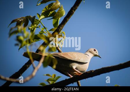 Vogel auf Zweig. Die eurasische Halstaube (streptopelia decaocto) Stockfoto