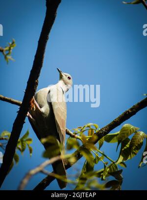 Vogel auf Zweig. Die eurasische Halstaube (streptopelia decaocto) Stockfoto