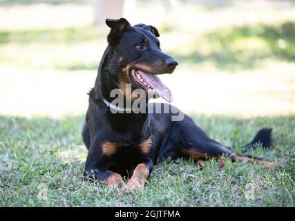 Im Sommer in der Natur erwachsener französischer Schäferhund Stockfoto