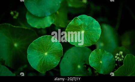 Nahaufnahme der grünen Gotu Kola Blätter. Asiatisches Pennywort. Indianerpennywort. Naturhintergrund Stockfoto