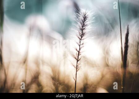 Ein glänzendes Feld von Golden mit einigen Wildblumen wie Gänseblümchen und wildes Gras schöne Natur Hintergrund Stockfoto