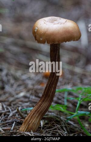 Wenig ungenießbare Pilze im Lärchenwald, Mitte September. Stockfoto