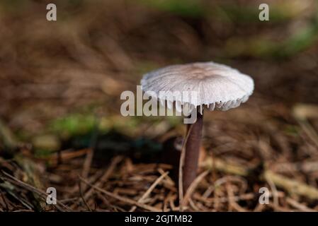 Wenig ungenießbare Pilze im Lärchenwald, Mitte September. Stockfoto