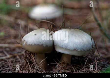 Wenig ungenießbare Pilze im Lärchenwald, Mitte September. Stockfoto