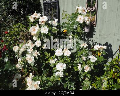 Rose 'Jacqueline du Pre', weiße Blüten, ganzer Busch Stockfoto