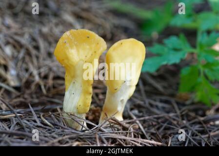 Wenig ungenießbare Pilze im Lärchenwald, Mitte September. Stockfoto