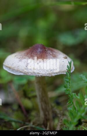 Wenig ungenießbare Pilze im Lärchenwald, Mitte September. Stockfoto