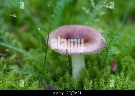 Wenig ungenießbare Pilze im Lärchenwald, Mitte September. Stockfoto