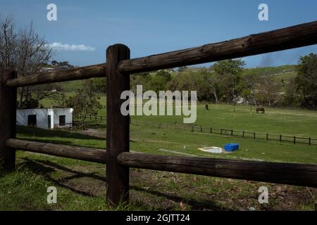 Der rustikale Weinbauernhof Buitenverwachting in Kapstadt gehört zu den zahlreichen südafrikanischen Weinbauernhöfen im Vorort Constantia. Stockfoto